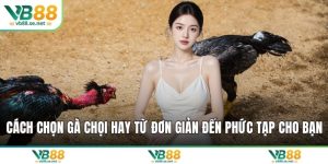Cách chọn gà chọi hay