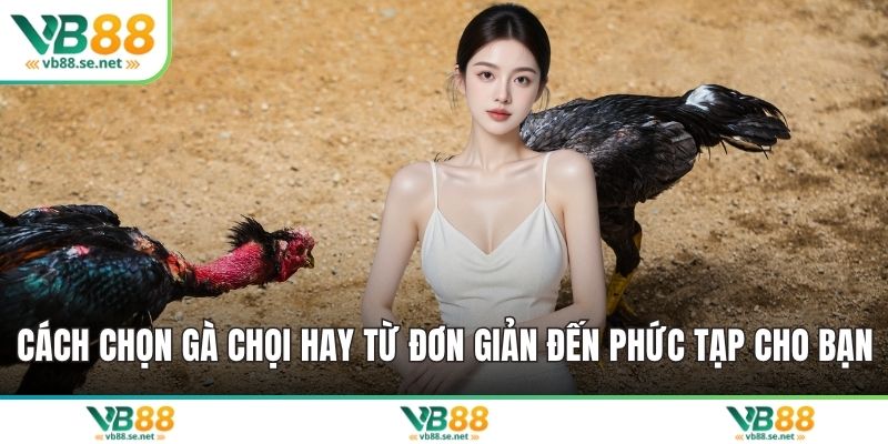 Cách chọn gà chọi hay