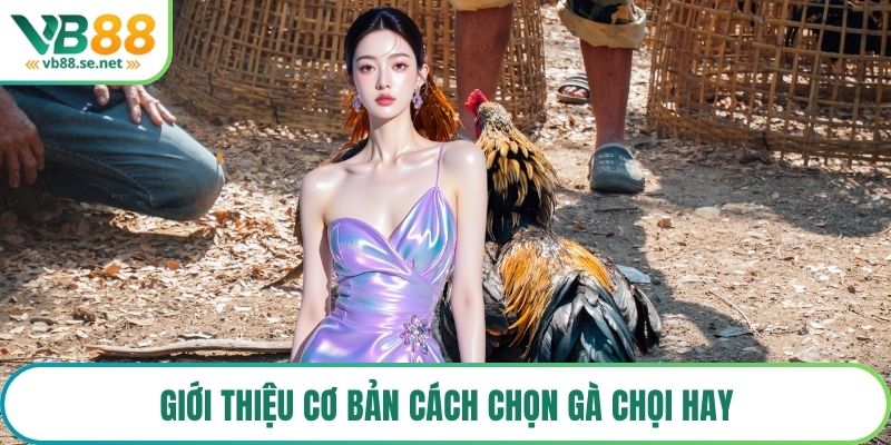 Giới thiệu cơ bản cách chọn gà chọi hay