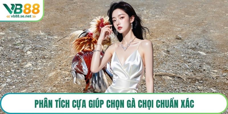 Phân tích cựa giúp chọn gà chọi chuẩn xác